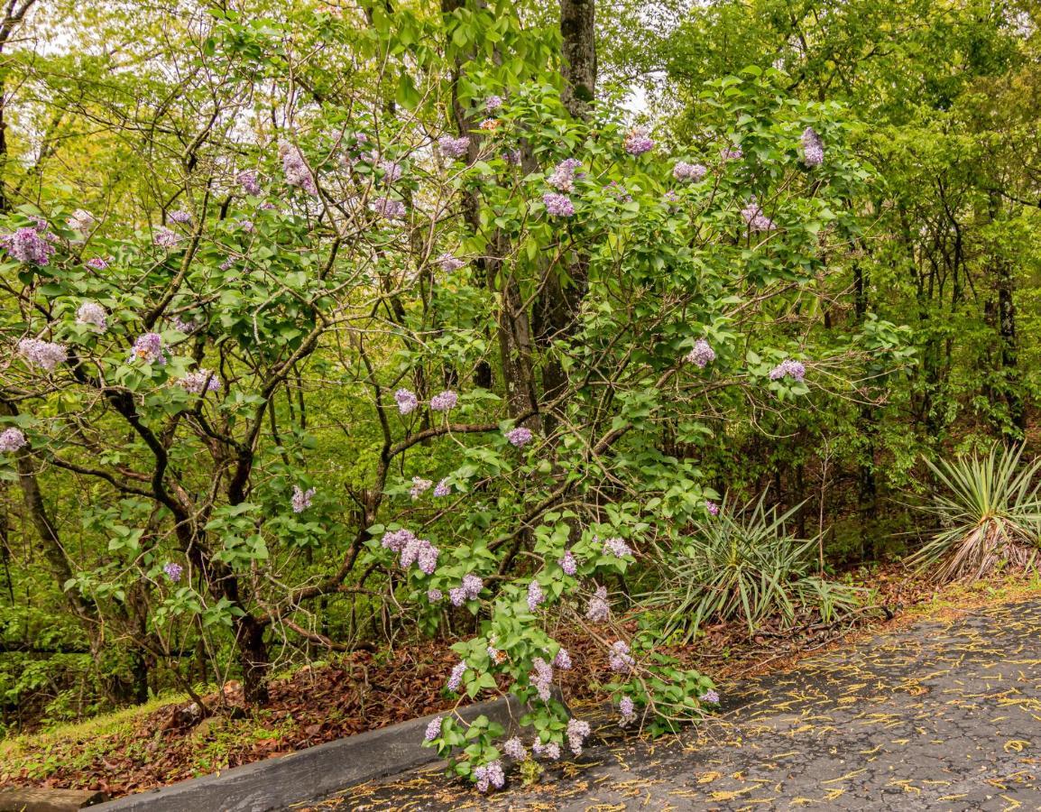 Autumn Creek Branson Motel Indian Point Bagian luar foto